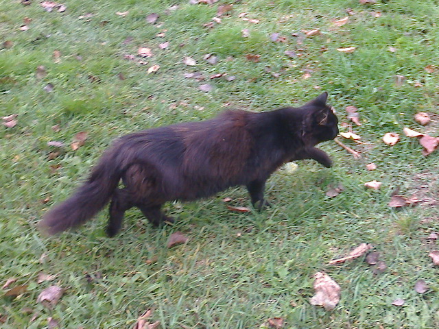 Котовторник 28.04.2015