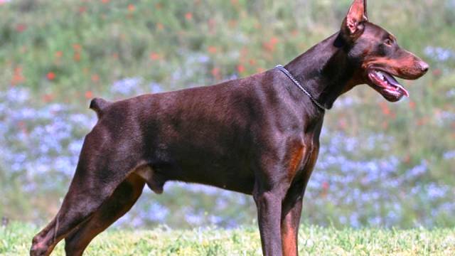25 самых опасных пород собак