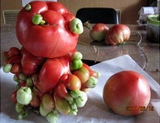 Руины Фукусимы и заросли