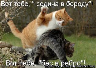 Смешные фотографии дикой природы