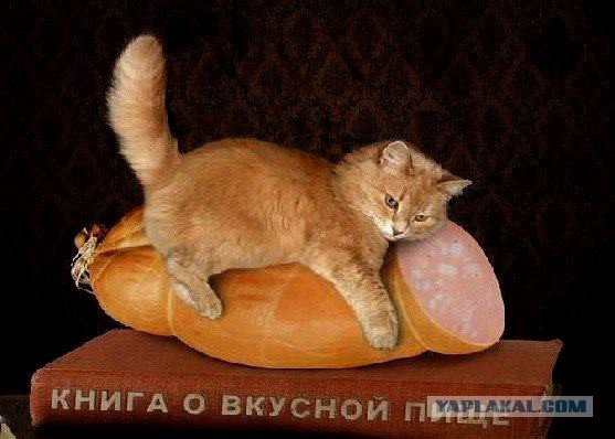 Голод vs Совесть