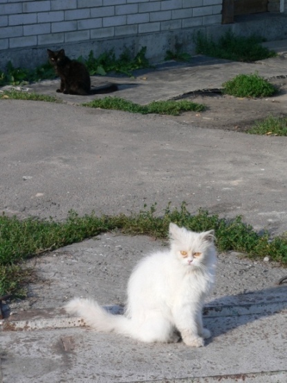 Позитивные кошаки на понедельник!