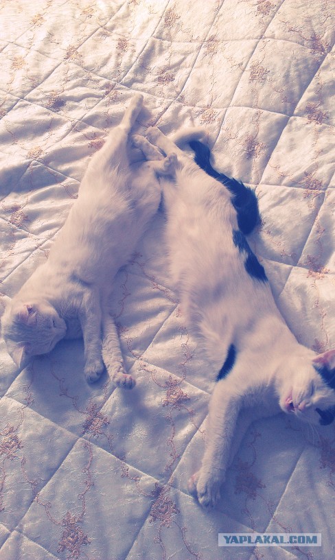 КотоВторник 26.04.2016