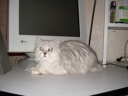 Дюжина кошаков