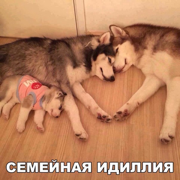 Божьи твари