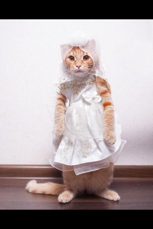 Коты из сети