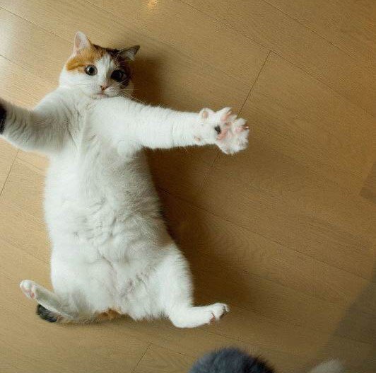 Коты из сети