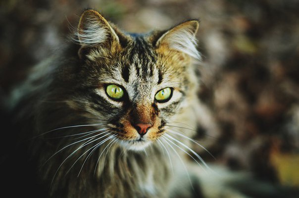 Коты и Кошки