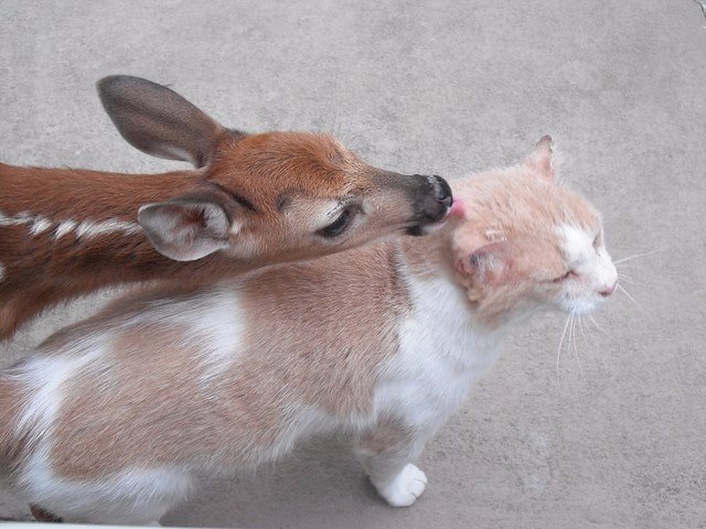 Коты и Кошки