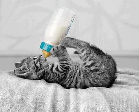 Коты и Кошки
