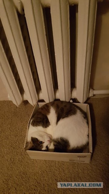 Котовторник 03.10.17.