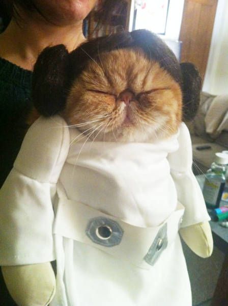 Коты и Кошки