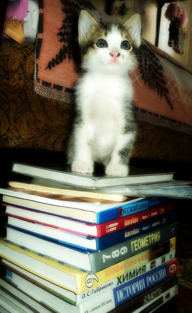 Коты и Кошки