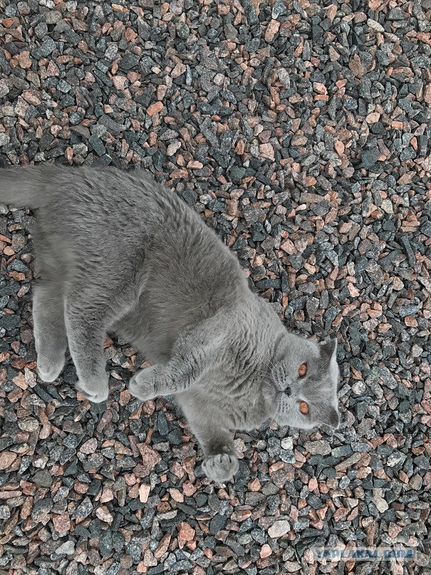 Котовторник  05.12.2017