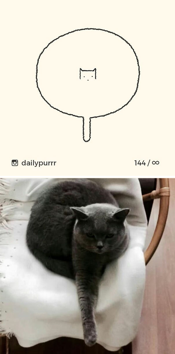 Неадекватные коты