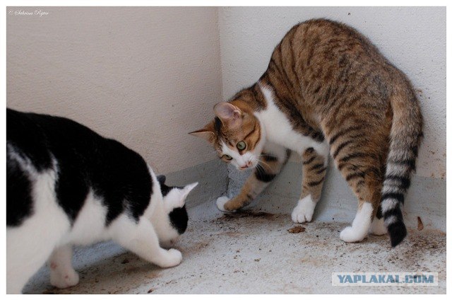 Котовторник в ЯПонии (58 фот)