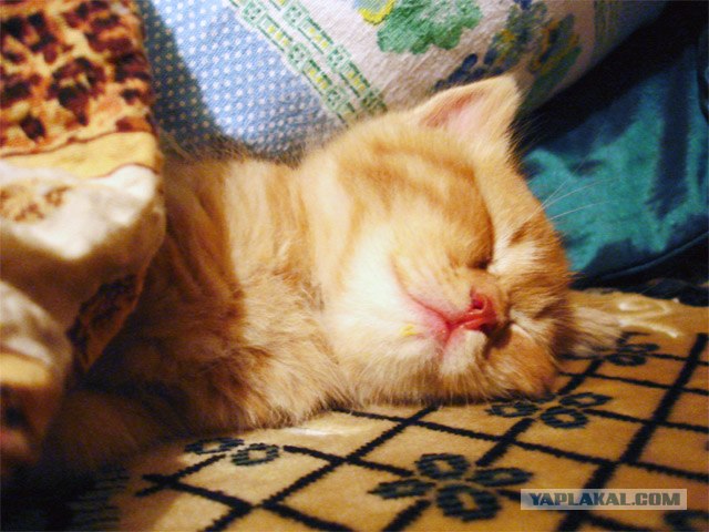 Котовторник (13.01)