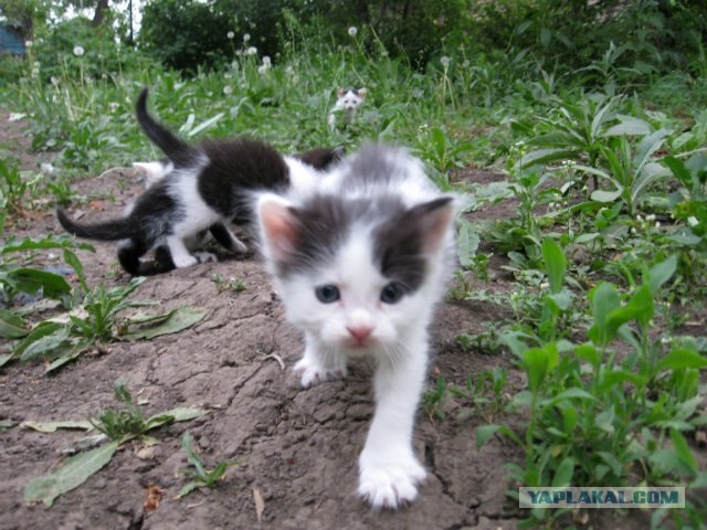 Котовторник, для любителей кошек