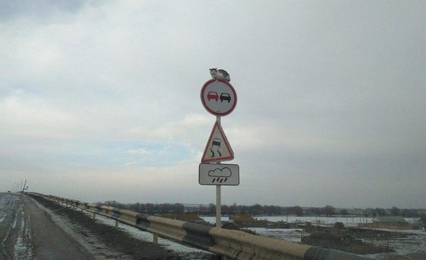 Чудики из социальных сетей
