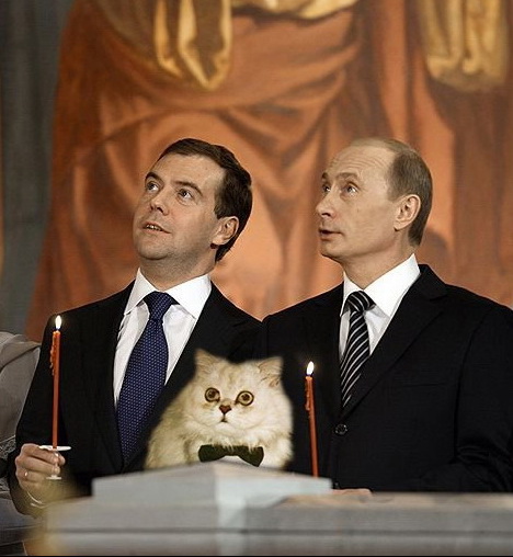 Котовторник: Кошки и ягнёнок