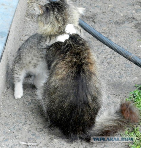 Сонный Котовторник