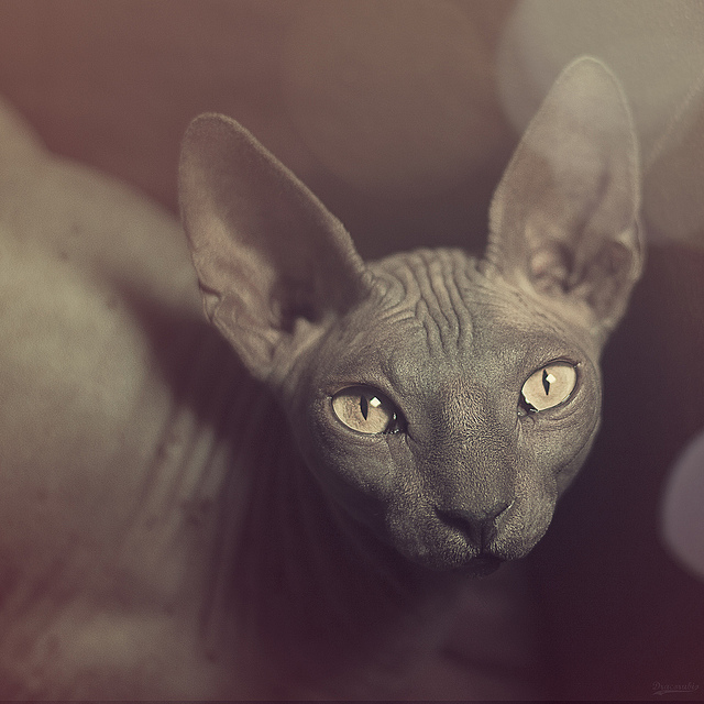 Первый котовторник октября