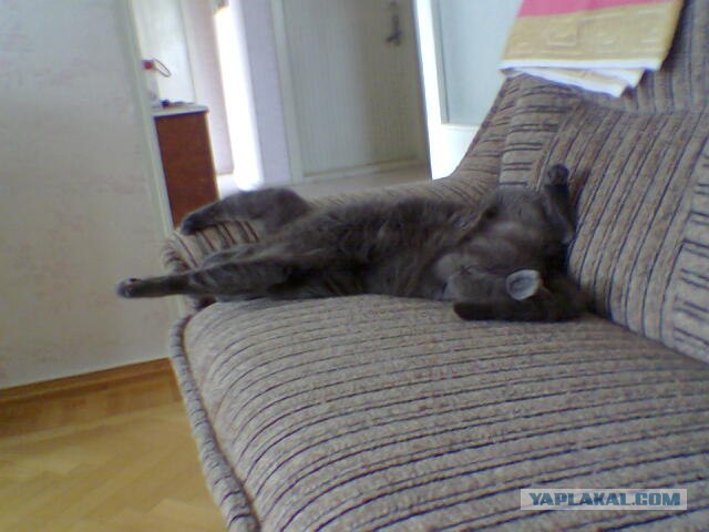 Котовторник (14.02.2012)