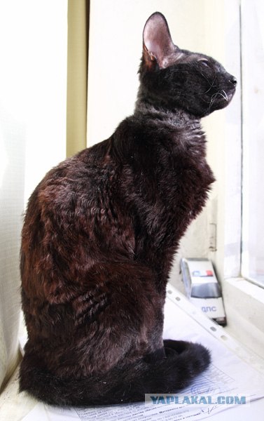 Котовторник! 13.03.2012