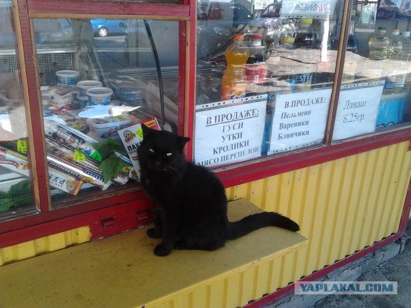 Котовторник на 26.06.12