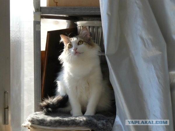 Котовторник 07.08.2012