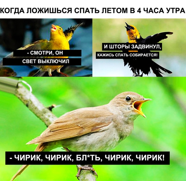 Анекдоты, соц-сети и картинки с надписями