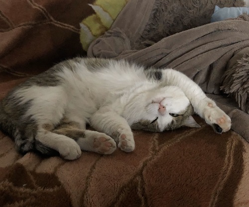 Начнем котоФторник?