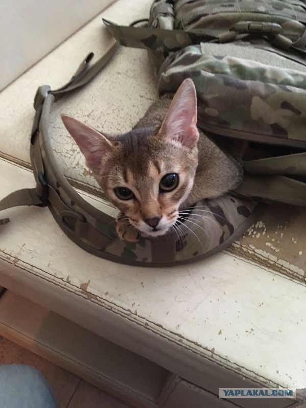 Как я кота к унитазу приучил