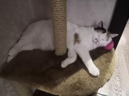 Котовторнику посвящается
