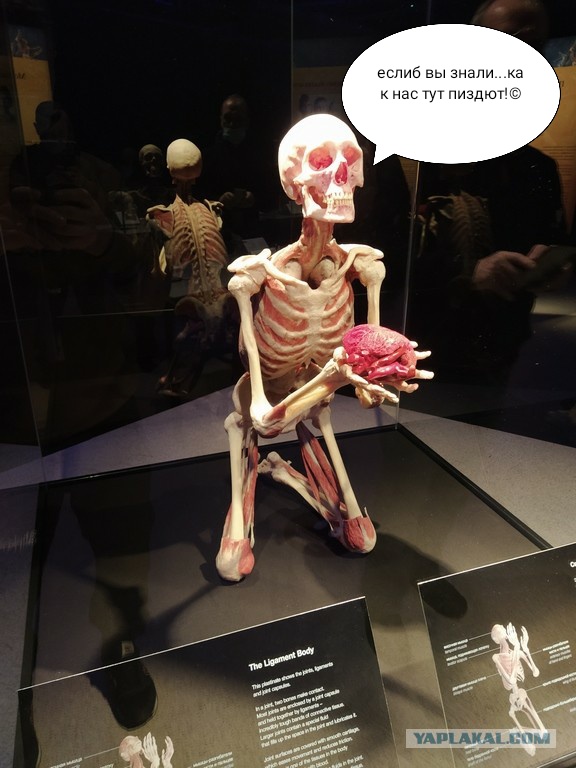 Посетил выставку Body Worlds на ВДНХ
