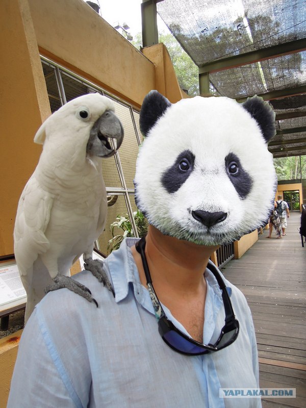 Попугай любит массаж