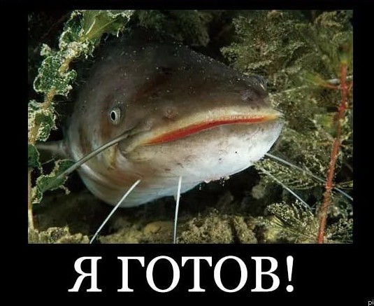 Истории про сома