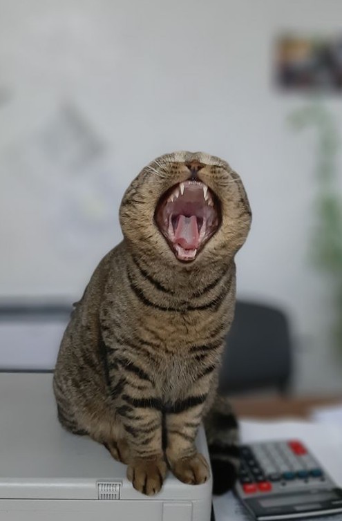 Процесс зевания котичка поэтапно: