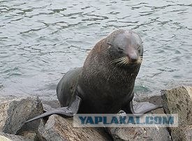 Остров Маккуори (14 фото)