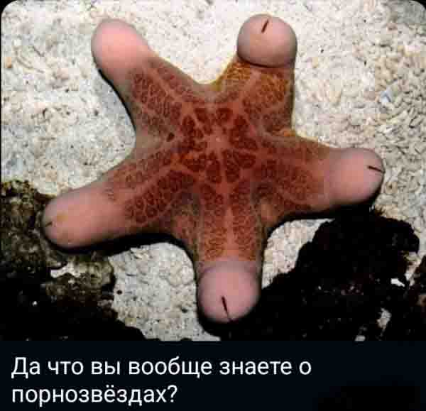 Чёрно-пошлая деградация на среду