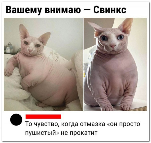 Весёлый полтишок 26.10.23