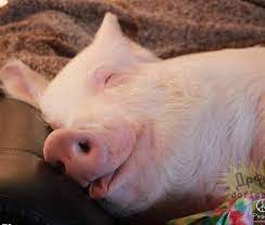 Поздравление от Стальной бабушки