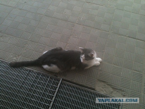 Котовторник 04.06.2013