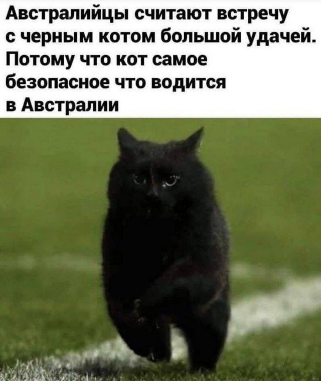 К котовторнику: подборка картинок-баянов с котиками и про котиков. Выпуск 5