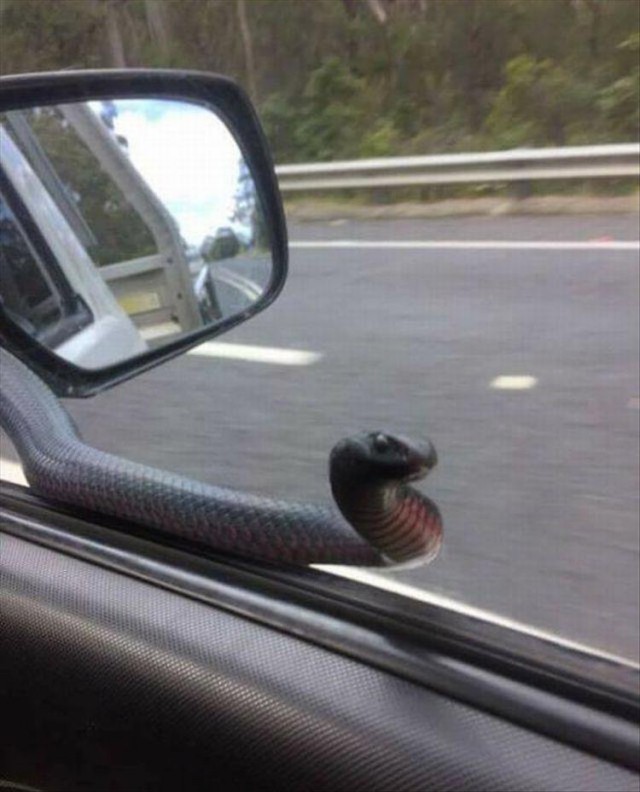 Любопытные картинки