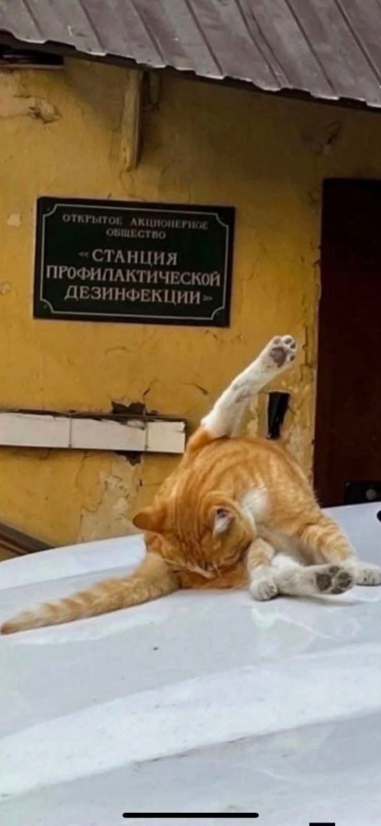 Картинки для деградации 266 (разной степени свежести)