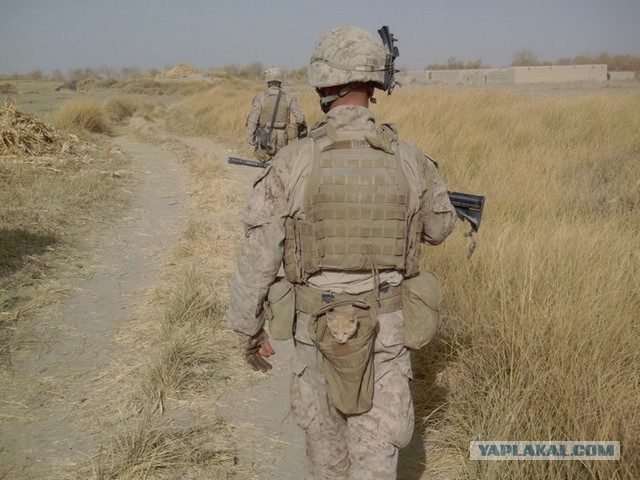 Козлёнок и котёнок