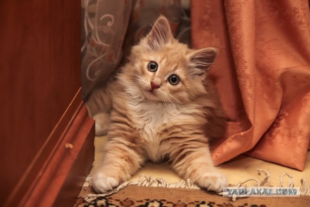 Котовторник 20.05.2014