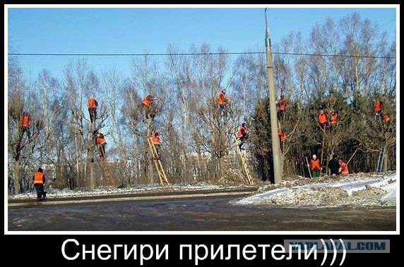 "Снегири не гири"(с)