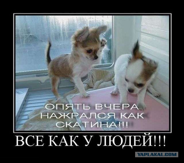Веселые картинки